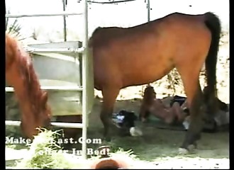 Bonne pipe près d'un enclos